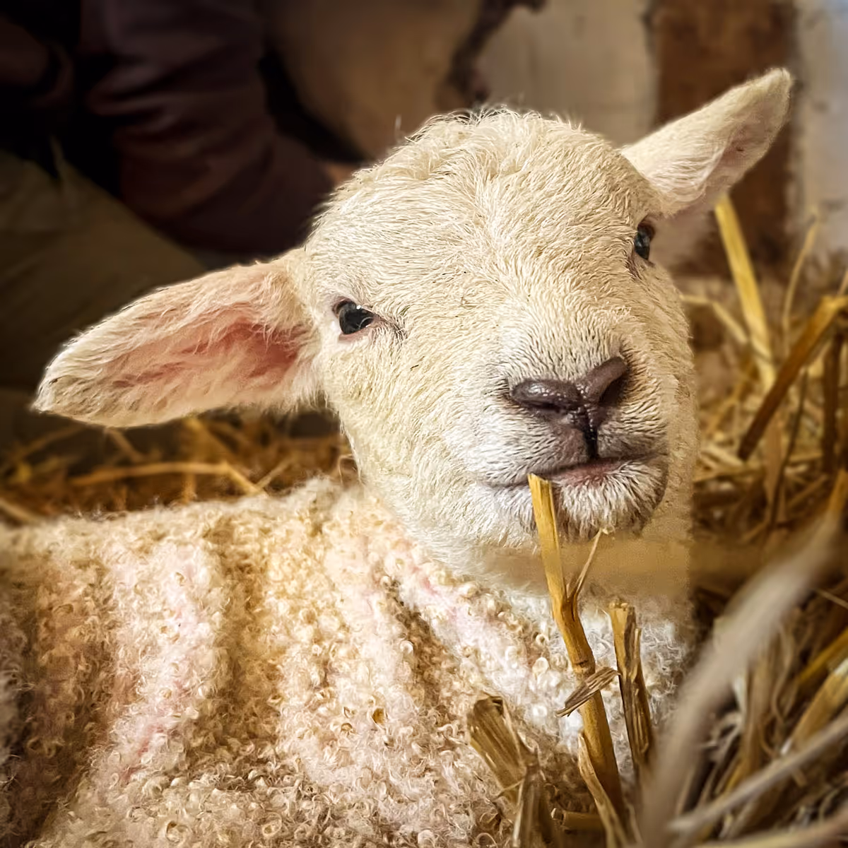 Das erste Lamm 2026 ist diese kleine Texel-Dame